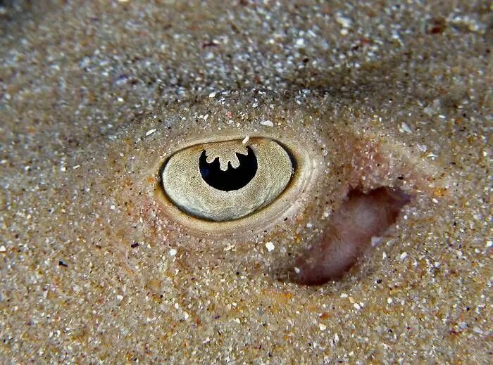 Покажи фото морского глаза Sting Ray eye Funny images, Stingray tattoo, Animals