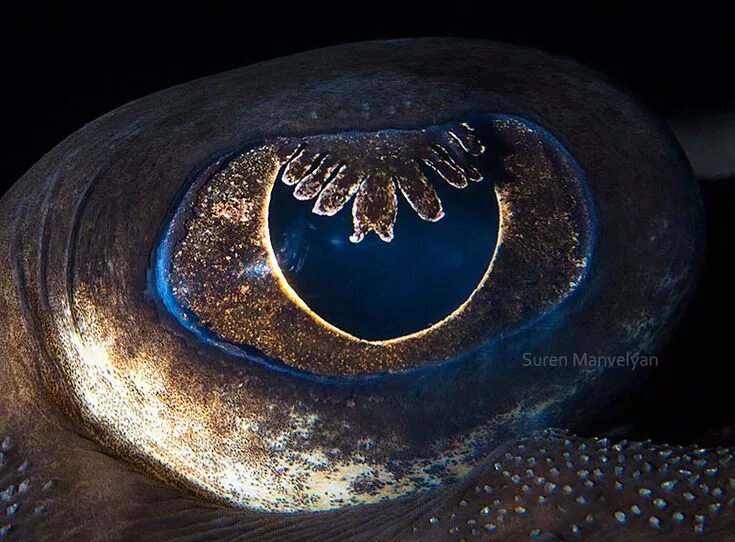 Покажи фото морского глаза 14 Extremely Detailed Close-Ups of Animal Eyes Reptile eye, Eye close up, Photos