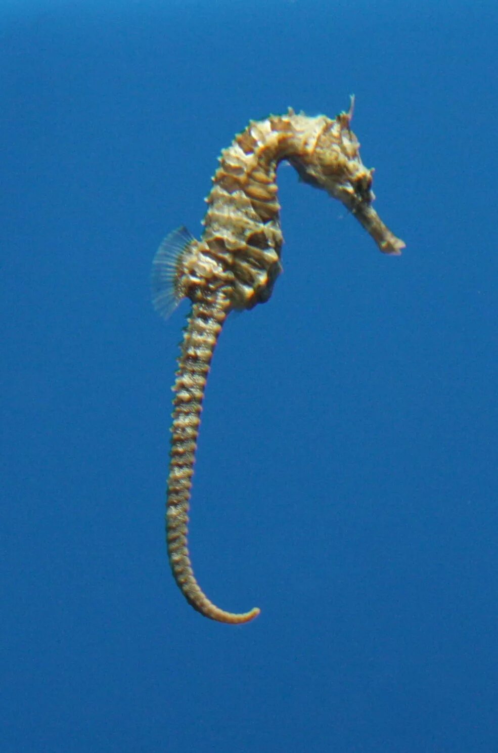 Покажи фото морского конька File:Lined Seahorse straight tail.jpg - Wikipedia