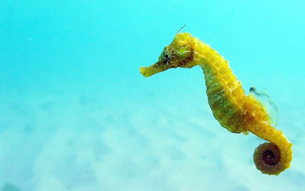 Покажи фото морского конька Файл:Black Sea fauna Seahorse.JPG - Вікіпедія