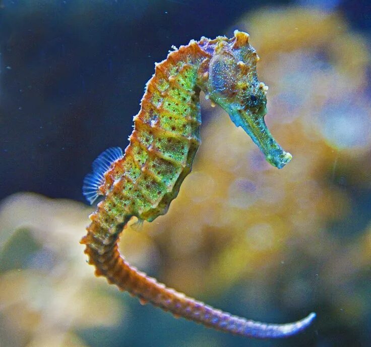 Покажи фото морского конька Pin by Cherokee Moon on Seahorses Seahorse, Under the sea, Horses