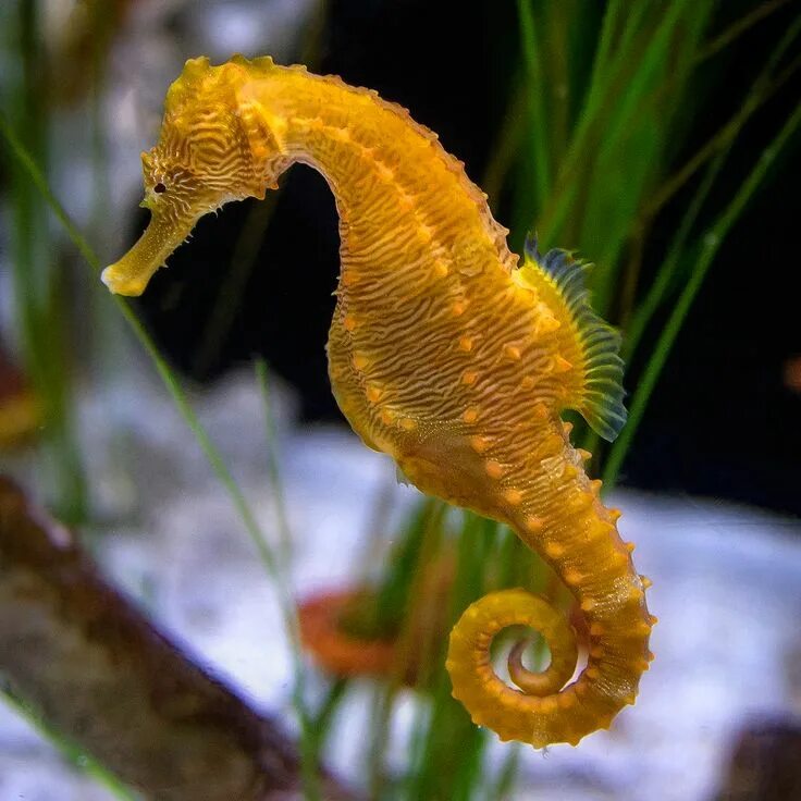 Покажи фото морского конька REC-20140601-145609 Beautiful sea creatures, Seahorse, Sea dragon