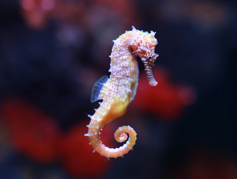 Покажи фото морского конька sea horse - Google Search Sea Horse Marine life, Sea, Horses