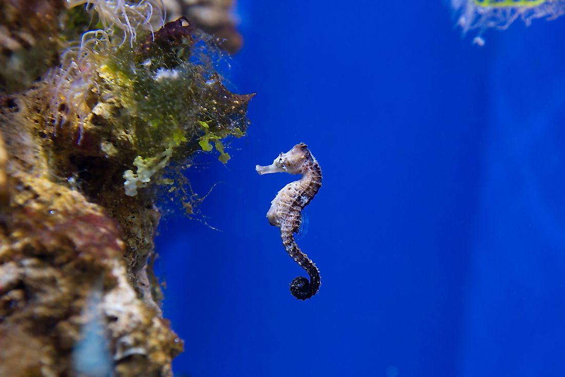 Покажи фото морского конька Seahorse Facts - Animals of the Ocean - WorldAtlas