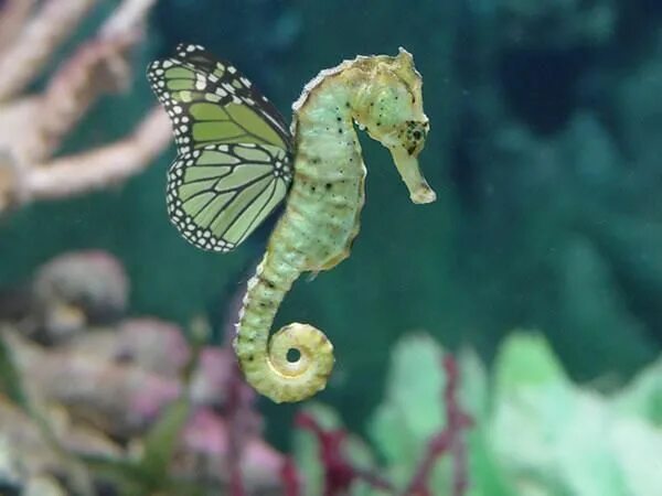 Покажи фото морского конька Butterfly Seahorses - Paperblog Beautiful sea creatures, Seahorse, Ocean creatur