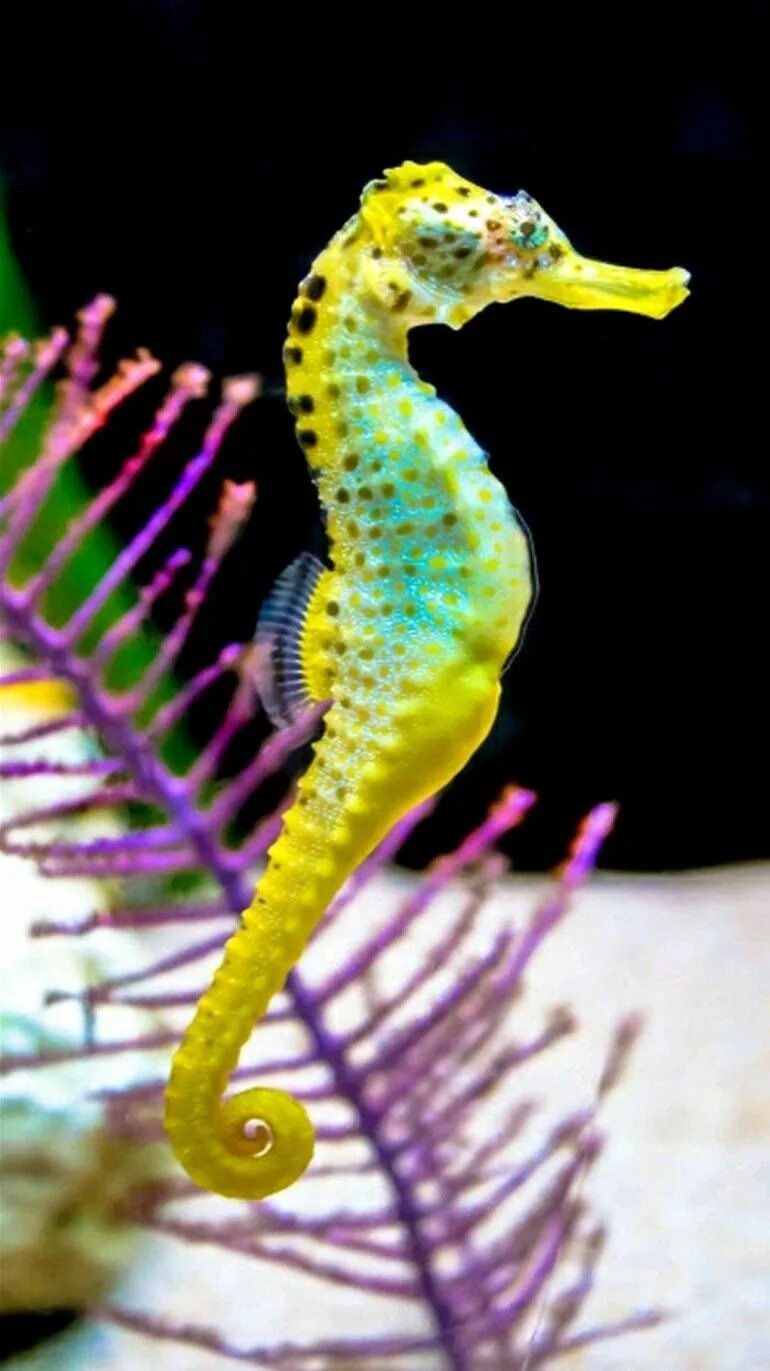 Покажи фото морского конька Seahorse or Sea-horse - The male seahorse is equipped with a pouch that the fema