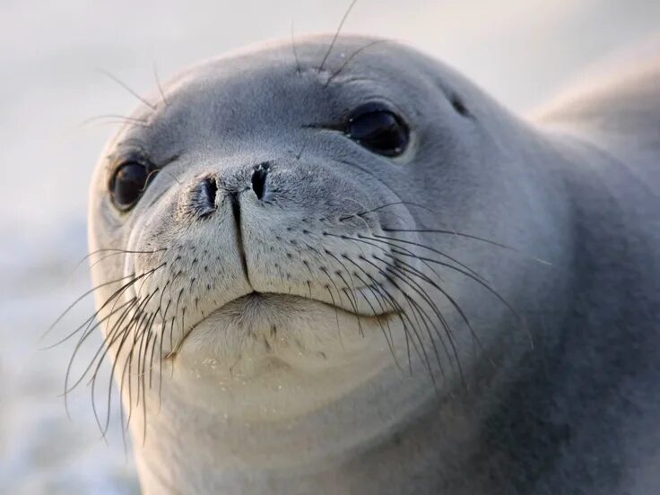 Покажи фото морского котика foca mirando Hawaiian monk seal, Monk seal, Animals