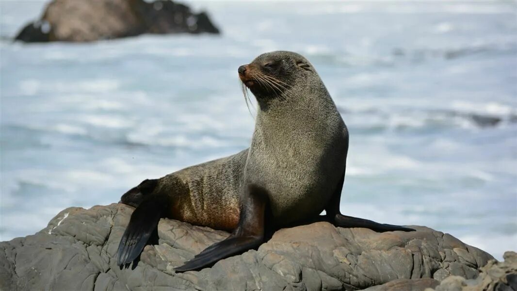 Покажи фото морского котика Seals making a comeback: Media release 9 September 2021