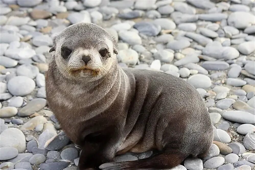 Покажи фото морского котика Cute Fur Seal Donna Hampshire Flickr