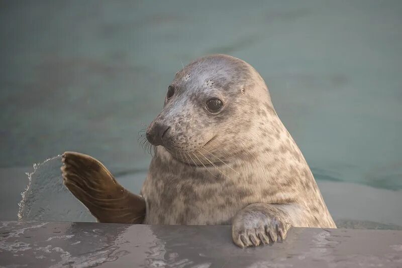 Покажи фото морского котика Gray Seal Pup Update at the Smithsonian's National Zoo Seal pup, Grey seal, Cute