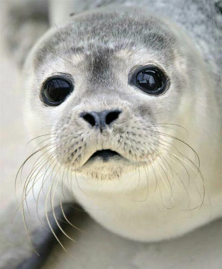 Покажи фото морского котика Adorable - grey seal pup Animales, Animales adorables, Animales bebé bonitos