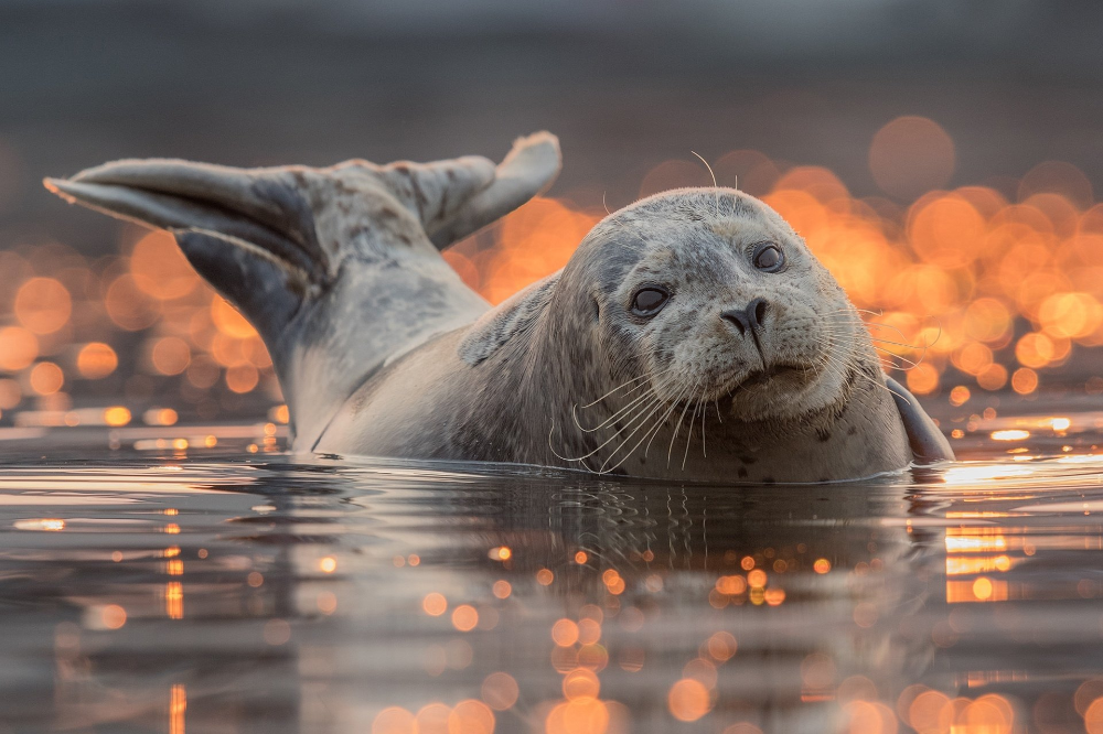 Покажи фото морского котика Animal Seal Bokeh Wildlife Wallpaper Тюлень, Милые животные, Детеныш тюленя