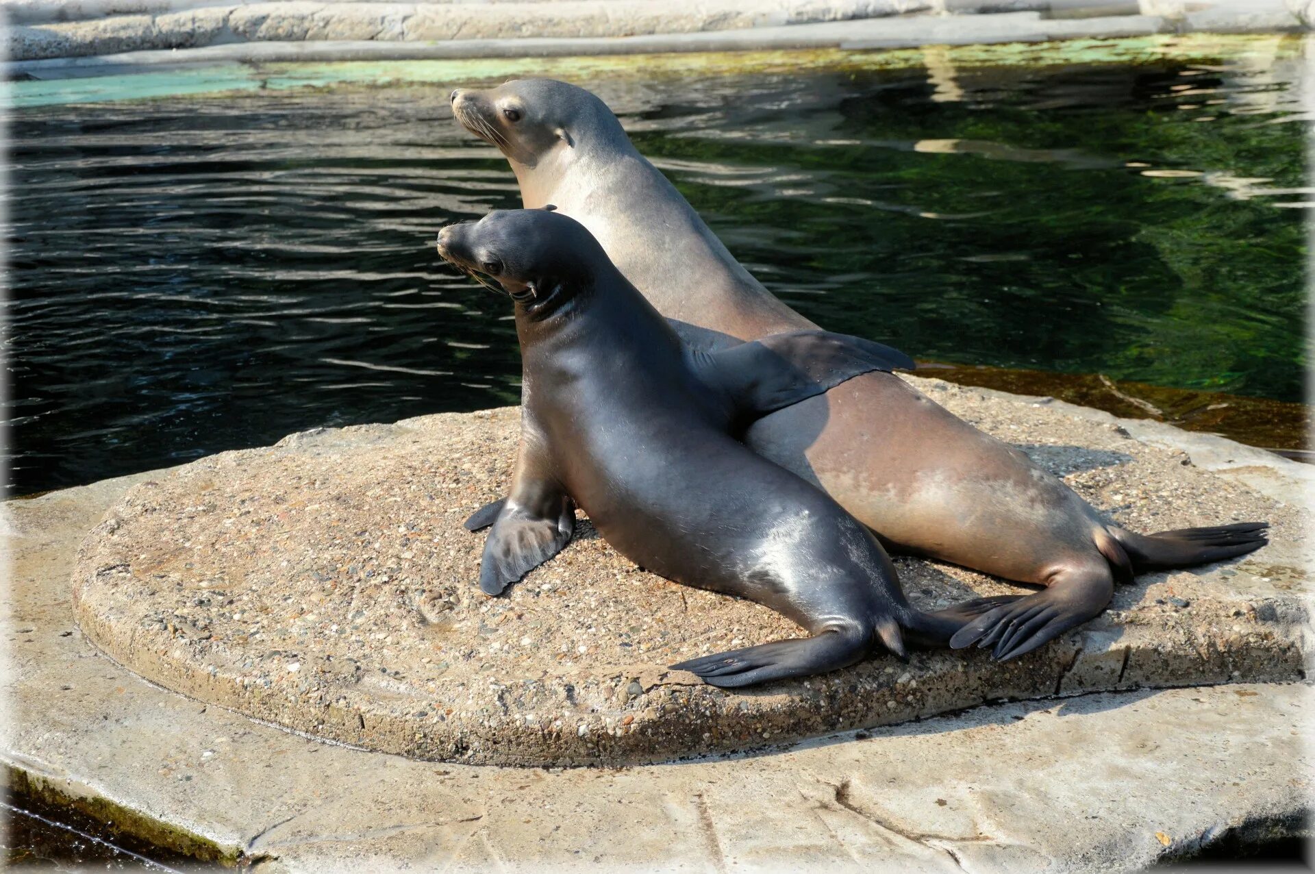 Покажи фото морского льва Sea lion,predator,sea,fish,animal - free image from needpix.com