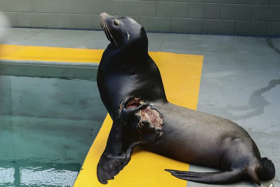 Покажи фото морского льва Young sea lion recovers from shark bite, returns to ocean