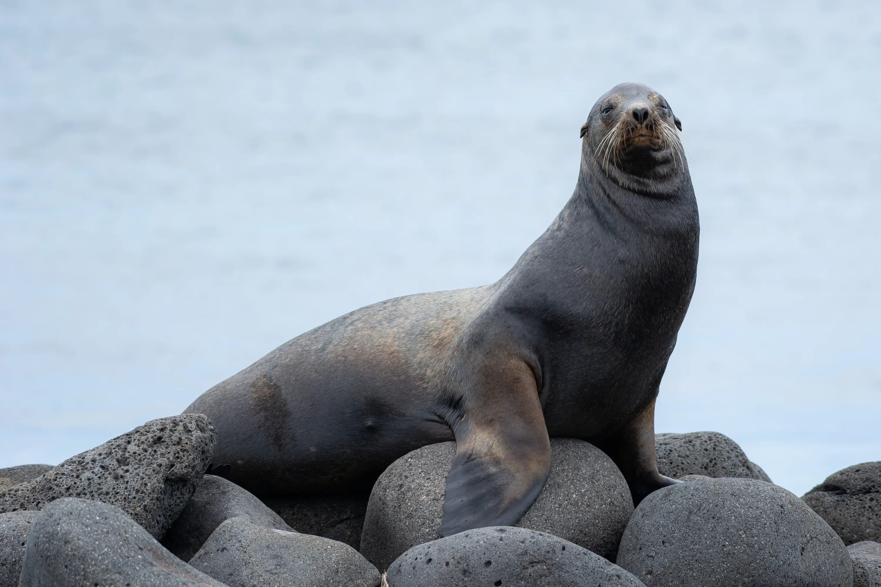 Покажи фото морского льва File:Sea Lion on North Seymour (49569549537).jpg - Wikimedia Commons