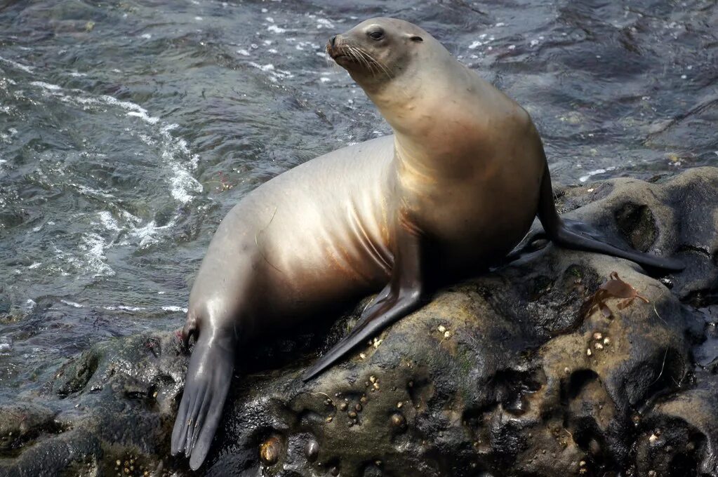 Покажи фото морского льва Sea Lion La Jolla, Ca Mike's Birds Flickr