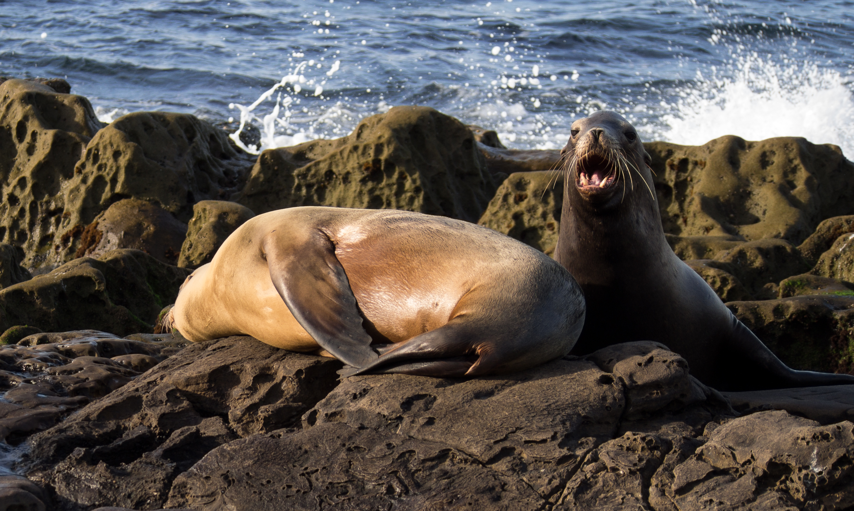 Покажи фото морского льва File:California sea lions in La Jolla (70440).jpg - Wikimedia Commons