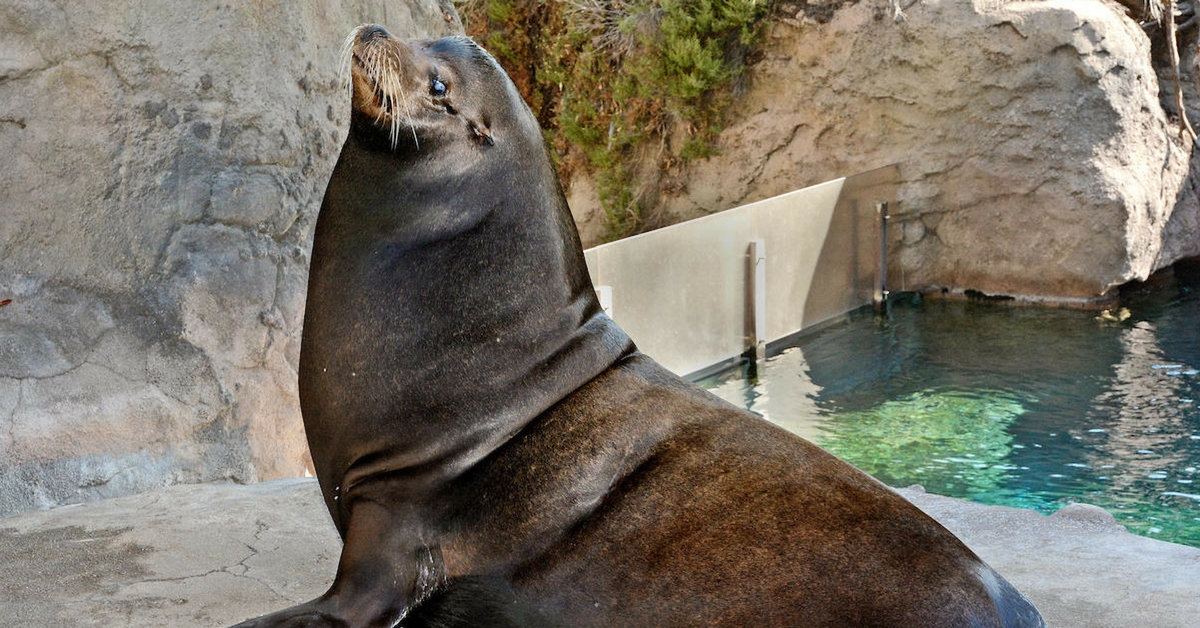 Покажи фото морского льва Whoa, Buddy! This 700-Pound Blind Sea Lion Is Happy And Healthy In His New Home