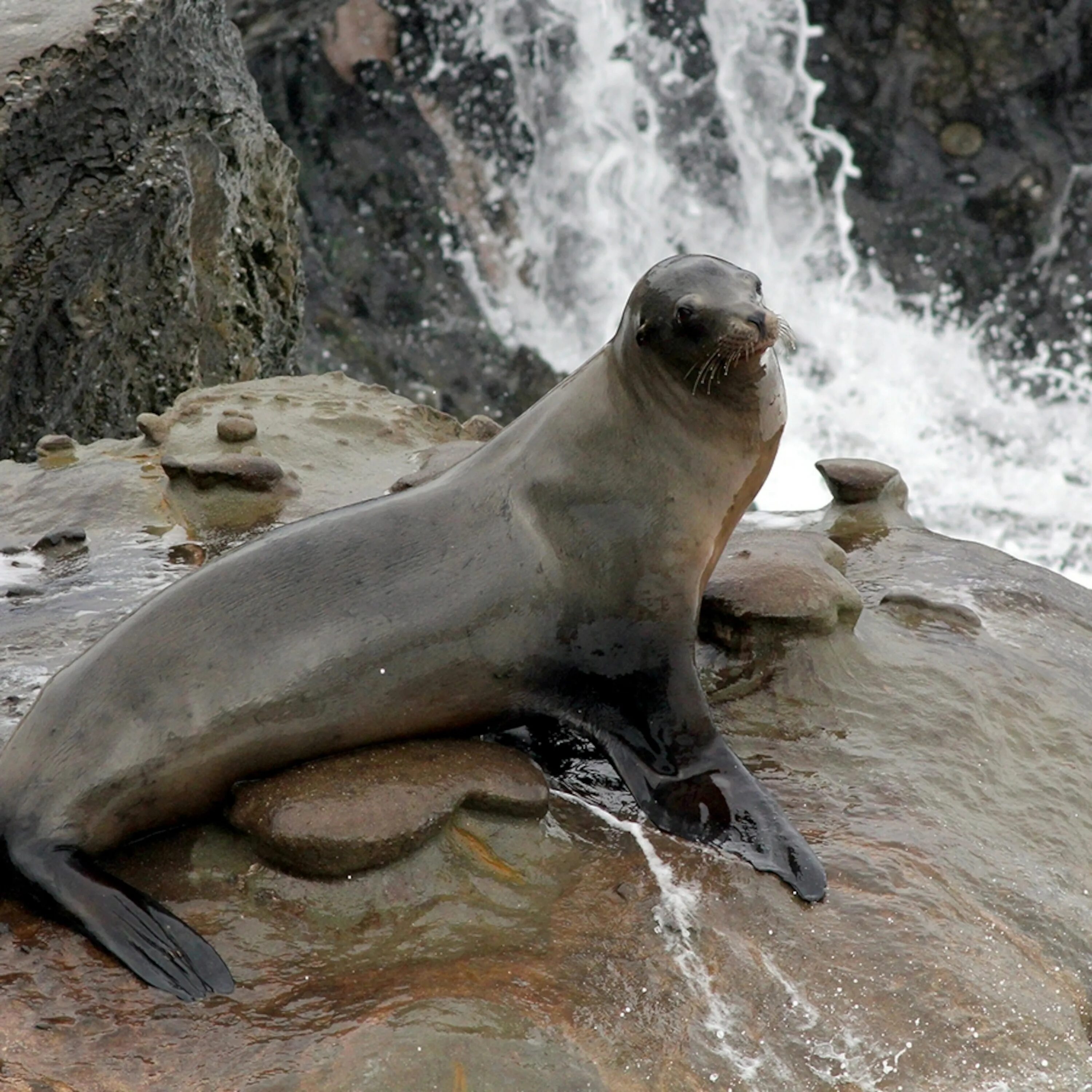 Покажи фото морского льва Sea Lion Clapping - photos and vectors