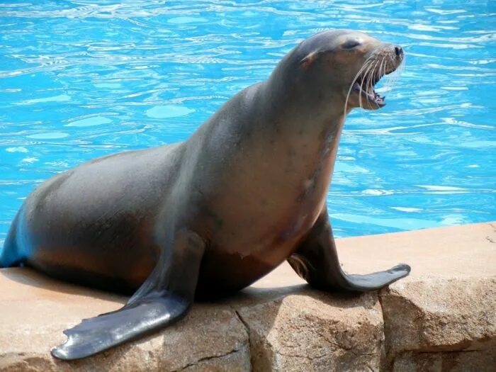 Покажи фото морского льва Is It "Sea Lions Or Sea Bears" You Have to Decide Foca, Animais