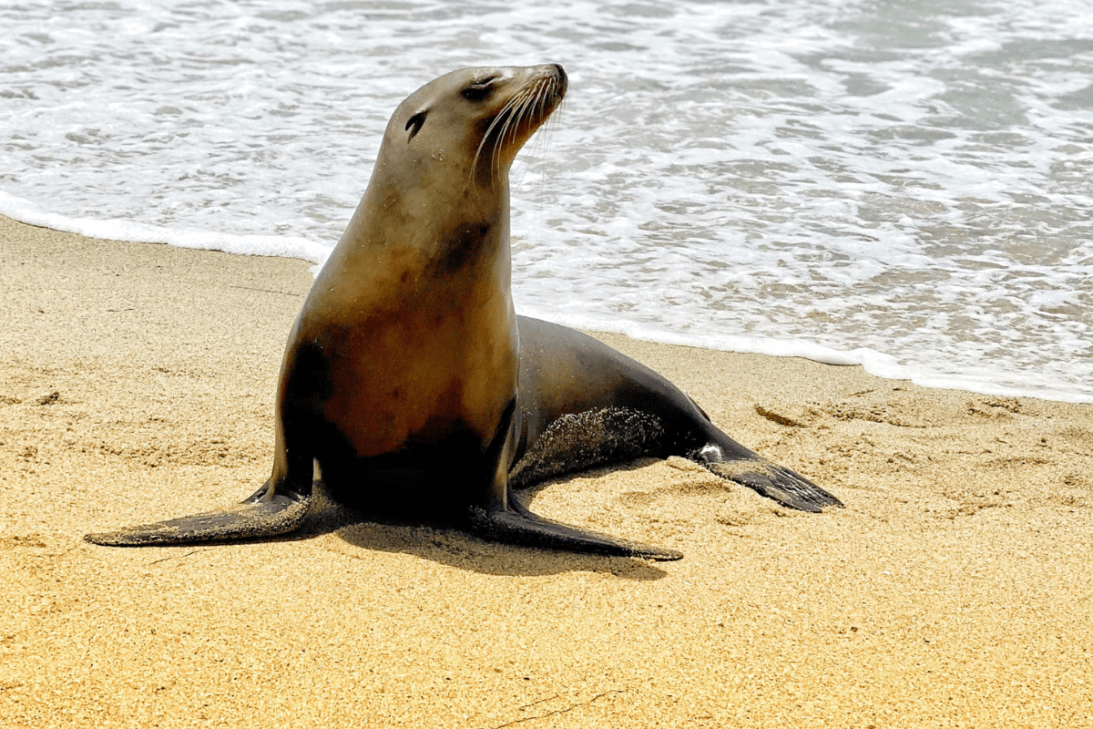 Покажи фото морского льва sea lions Latest News and Updates