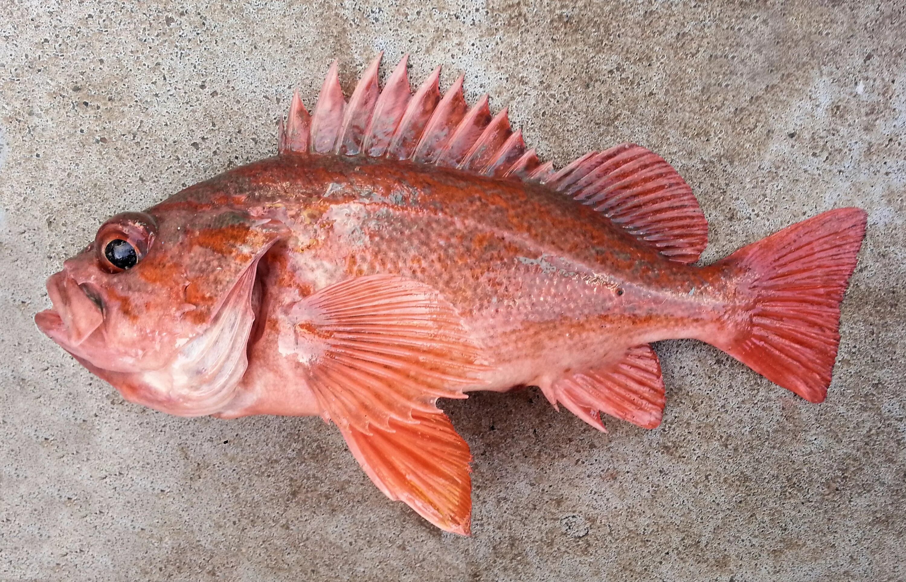 Покажи фото морского окуня Pin on Rockfish and Lingcod