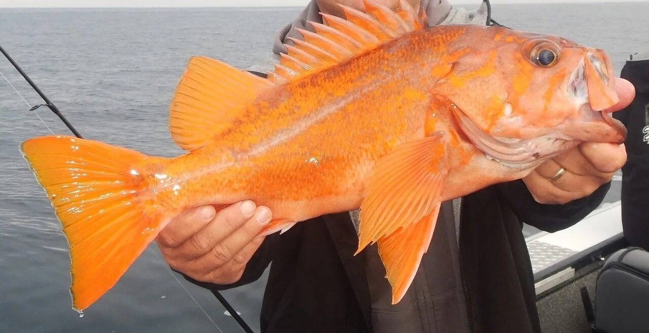 Покажи фото морского окуня Canary Rockfish—A Story of U.S. Fisheries Management NOAA Fisheries