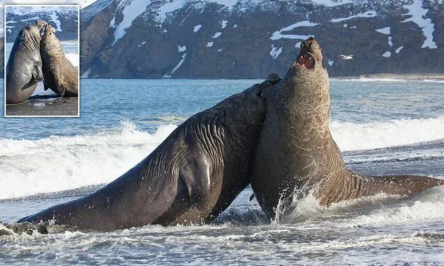 Покажи фото морского слона Two male elephant seals barge and bite each other in heavyweight battle to claim