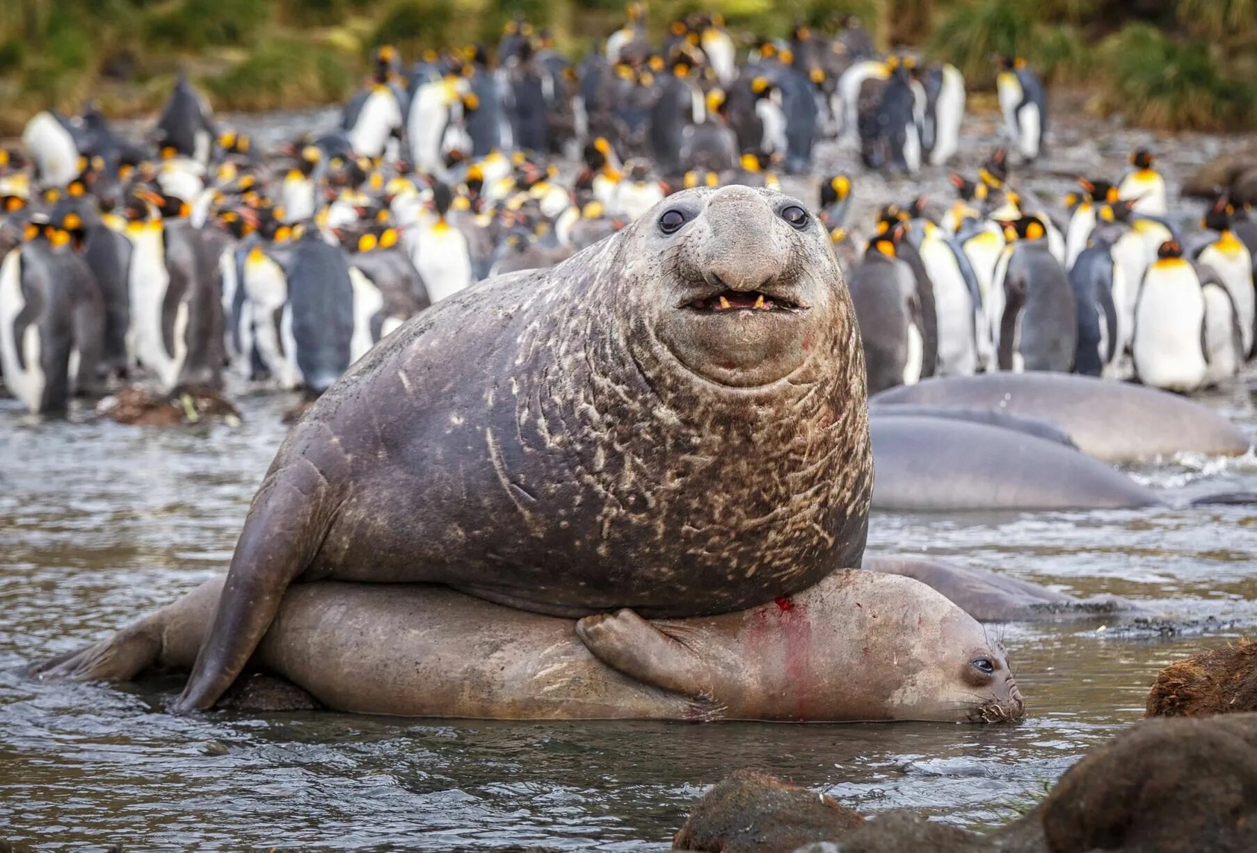 Покажи фото морского слона A four tonne southern elephant seal mating with one lucky mate from his harem of