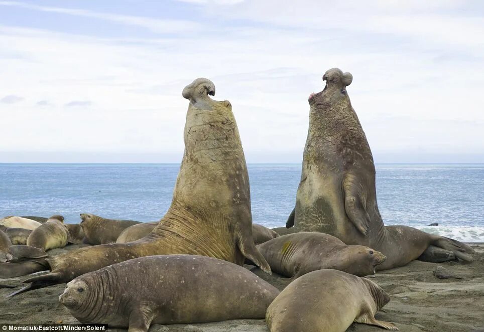 Покажи фото морского слона Penguins and elephant seals jostle for space on South Atlantic beach Daily Mail 