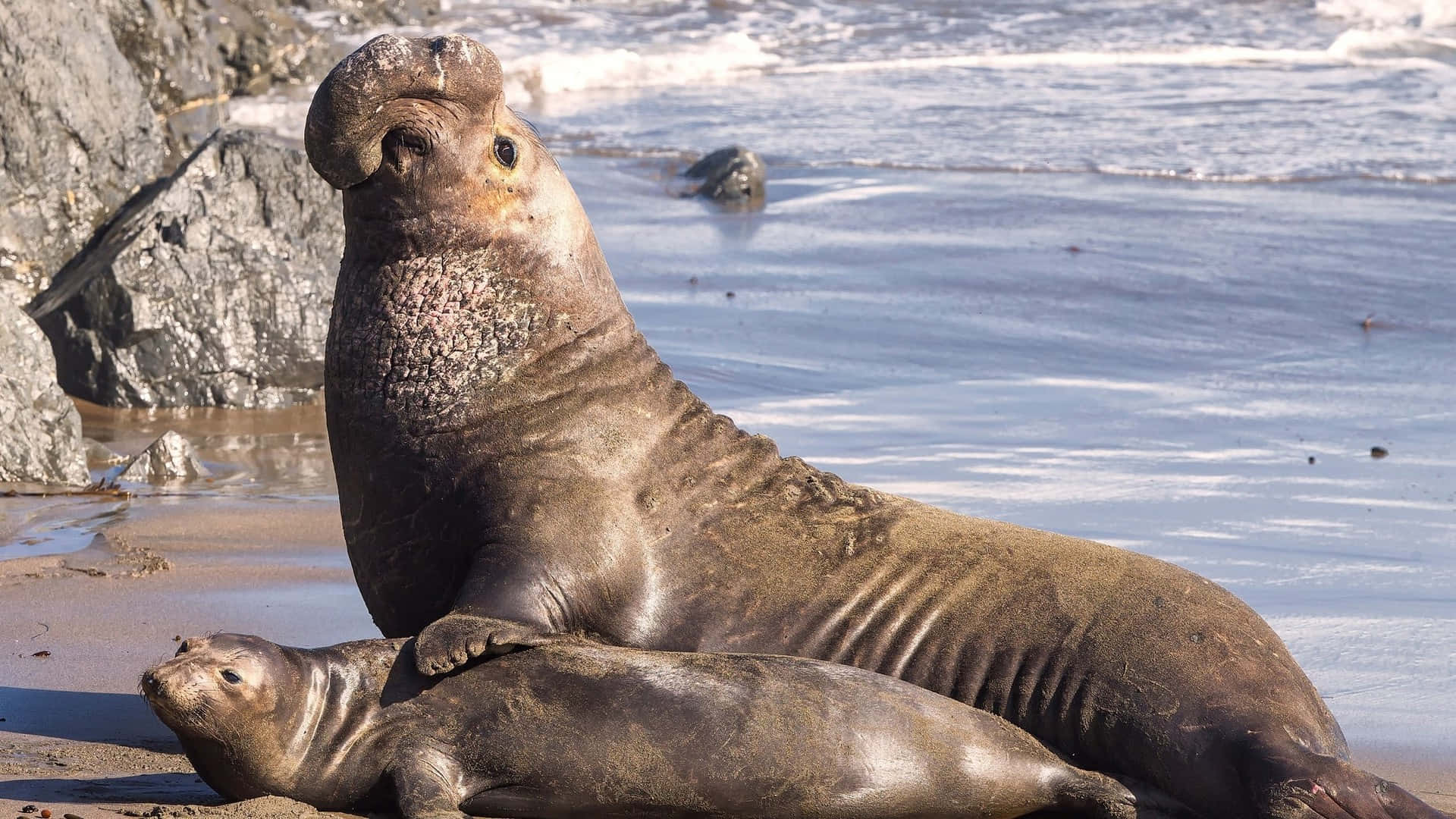 Покажи фото морского слона Download Elephant Seal Duoon Beach Wallpaper Wallpapers.com