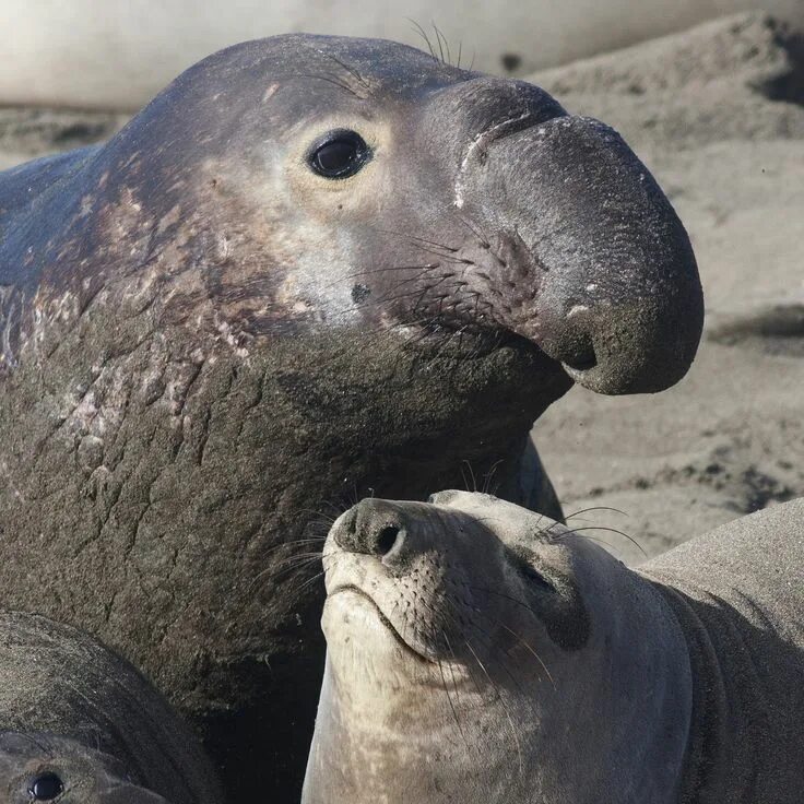 Покажи фото морского слона The elephant seal 4 класс Elephant seal, North american animals, Mammals