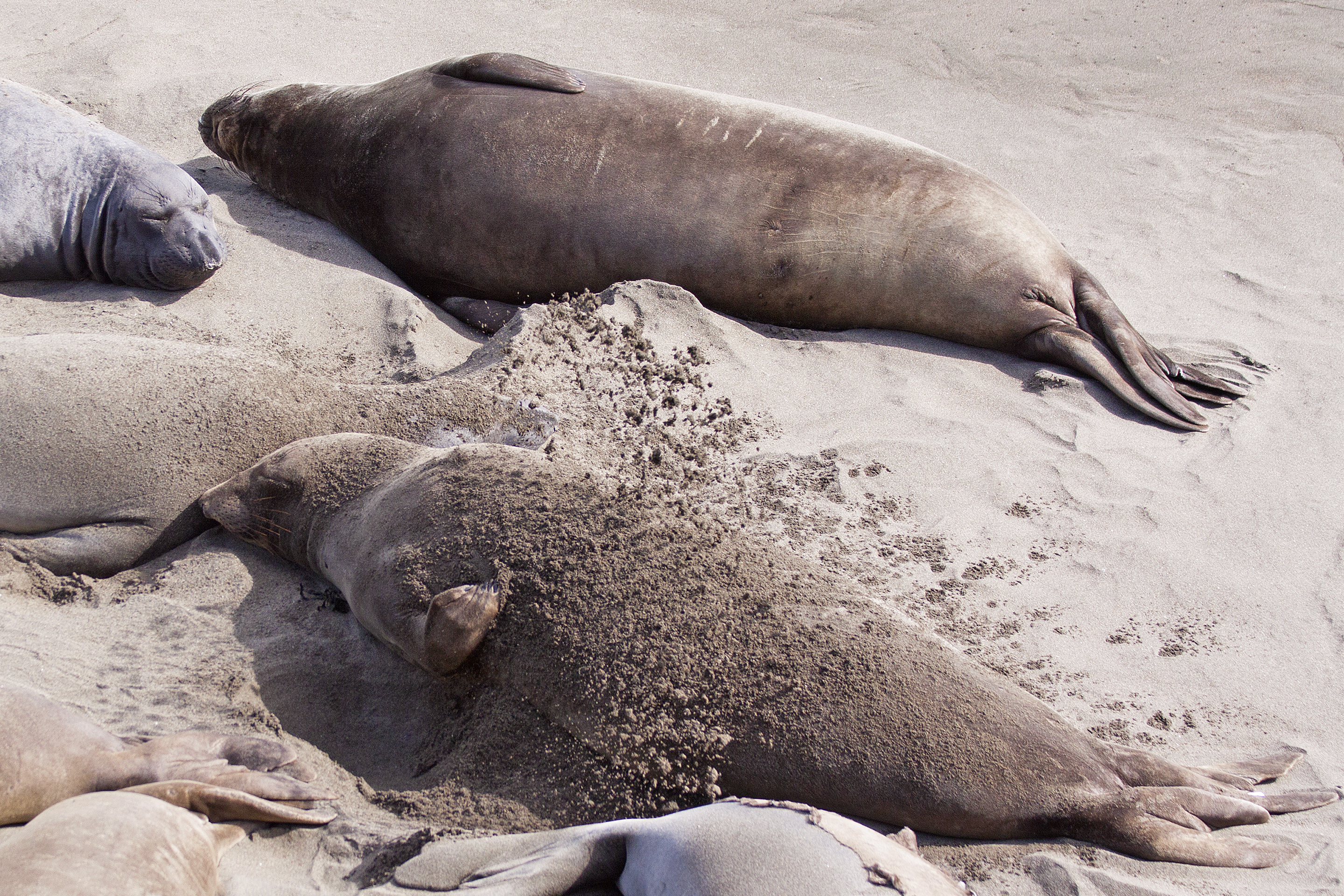 Покажи фото морского слона Elephant Seal Flipping Sand to Cool Down naturetime