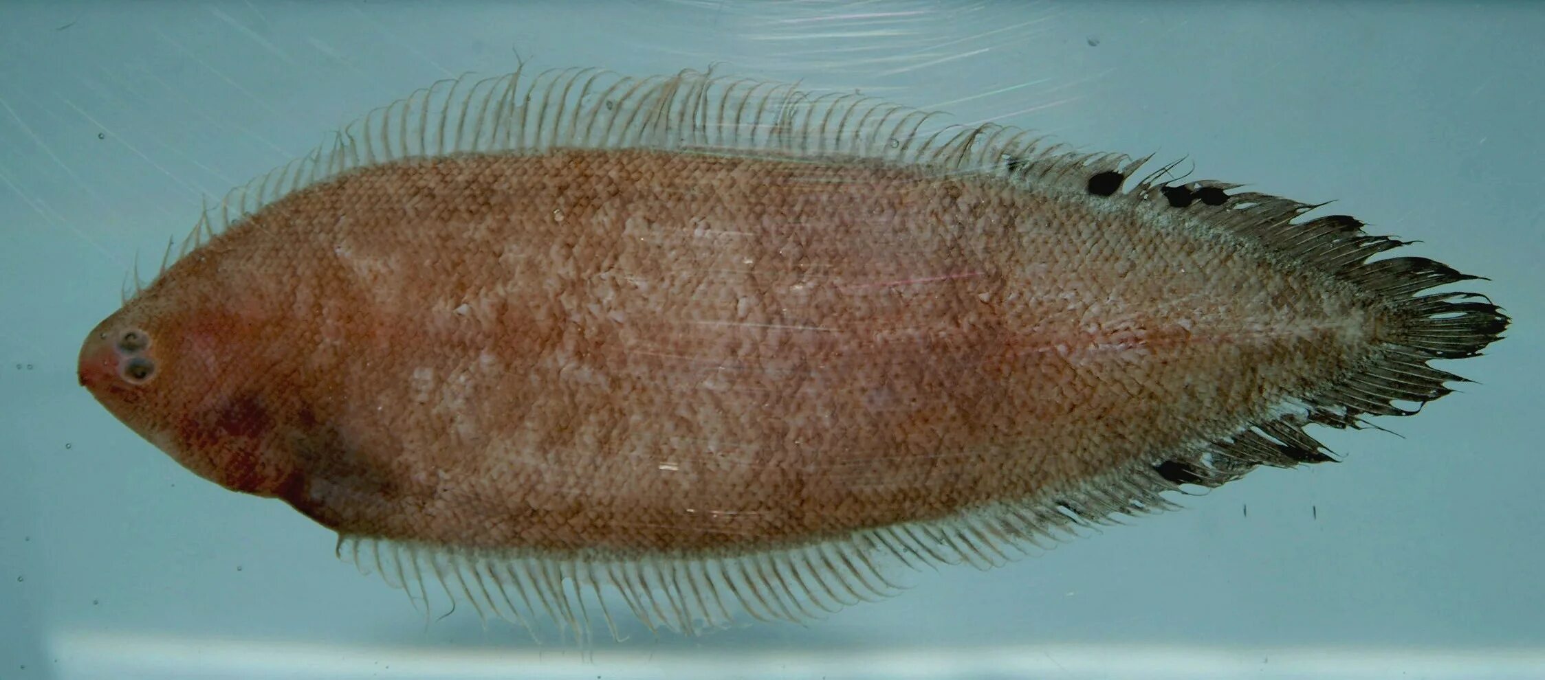 Покажи фото морского языка Datei:Spottedfin tonguefish ( Symphurus diomedeanus ).jpg - Wikipedia