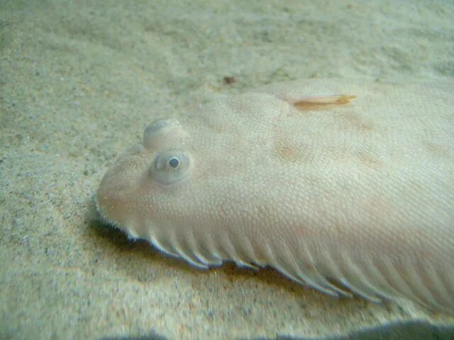 Покажи фото морского языка Solea solea - Dover or Common sole (Seafish images)