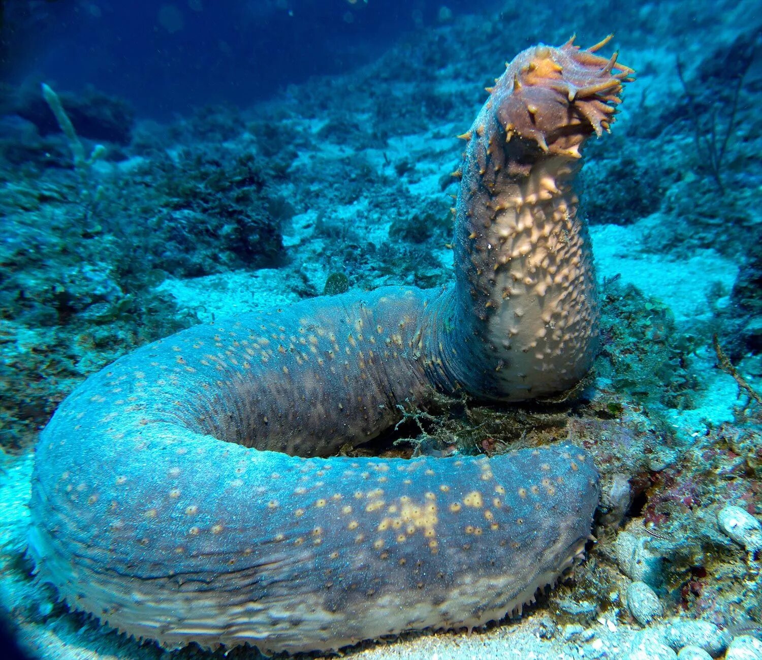 Покажи фото морской Sea Cucumber Weird sea creatures, Ocean creatures, Ocean animals