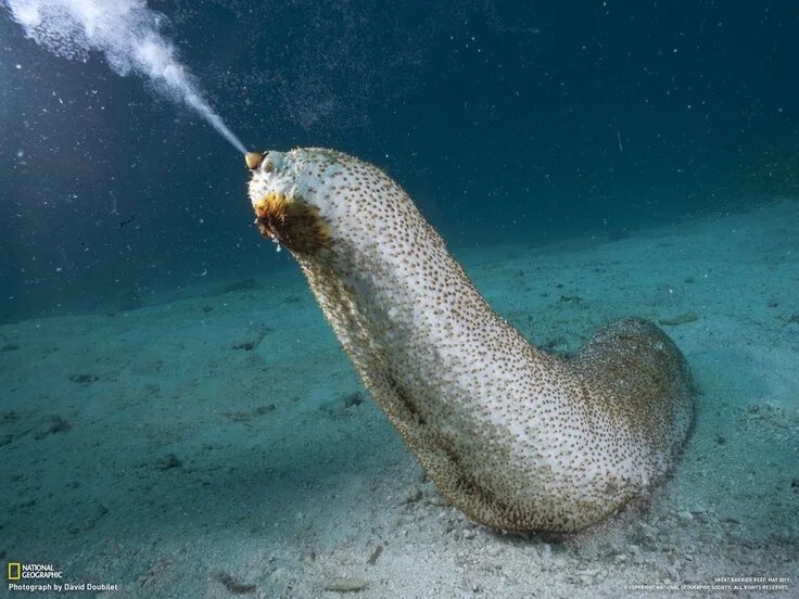 Покажи фото морской Laying eggs of a sea cucumber Sea cucumber, Amazing nature photography, Cool fis