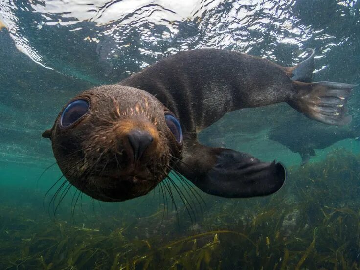 Покажи фото морской Fur seal - Most Beautiful Picture Острова, Морские котики, Остров