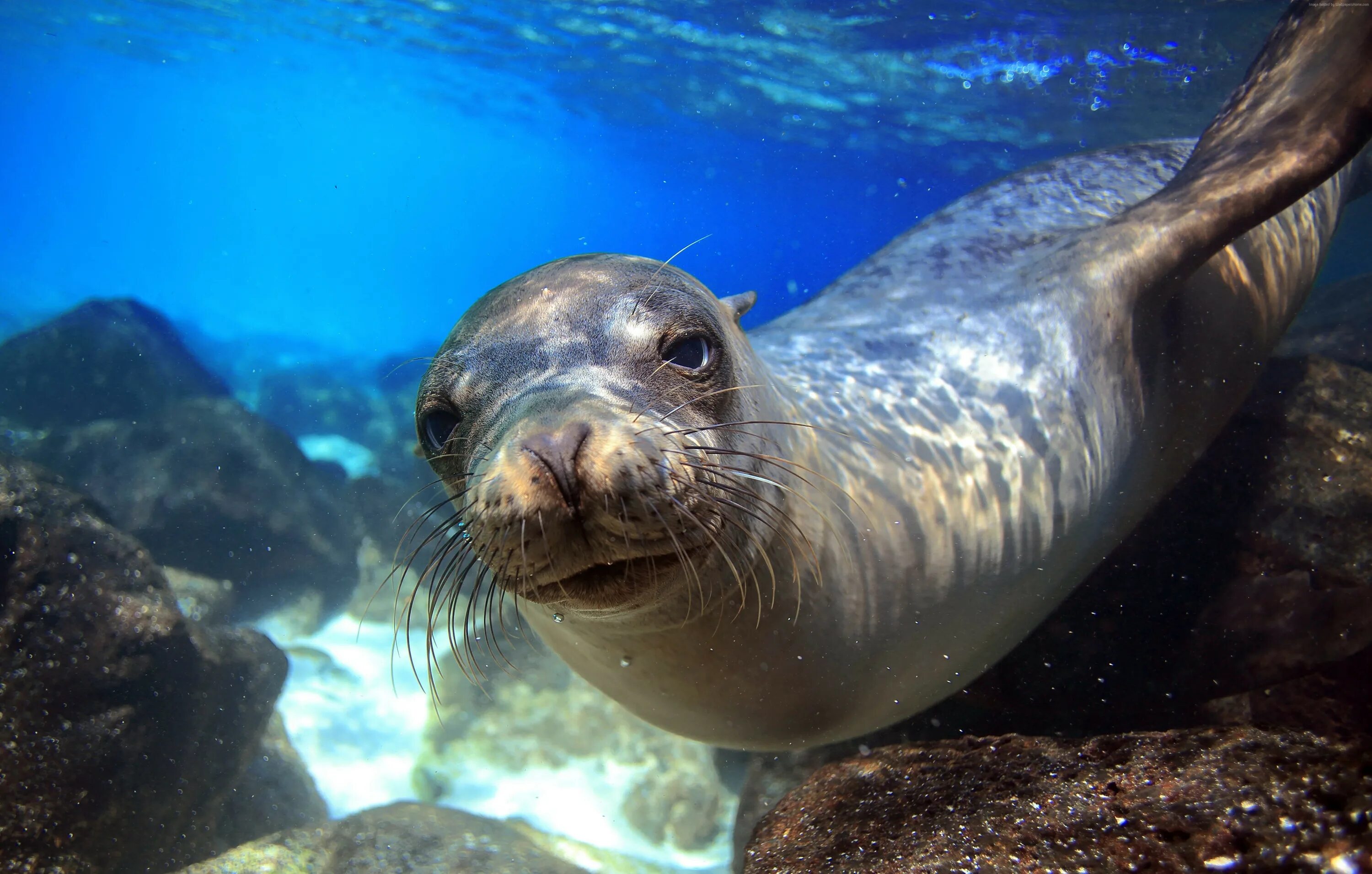 Покажи фото морской Sea lion hd wallpaper 5225x3330 Gludy