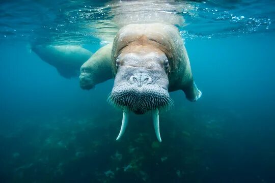 Покажи фото морской Svalbard Walrus Зображення - огляд 3,576 Стокові фото, векторні зображення й від