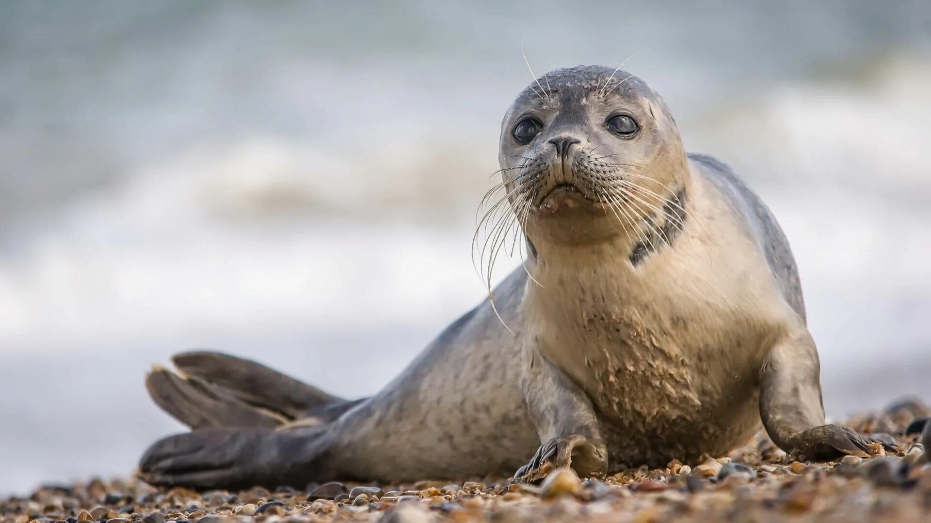 Покажи фото морской #seal baby seal harbor seal #mammal #wildlife marine mammal #whiskers #cuteness 