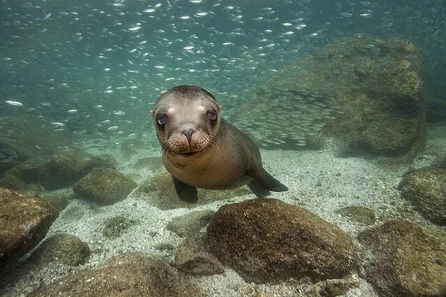 Покажи фото морской California Sea Lion - Baja California Sur, Mexico Animals beautiful, Ocean anima