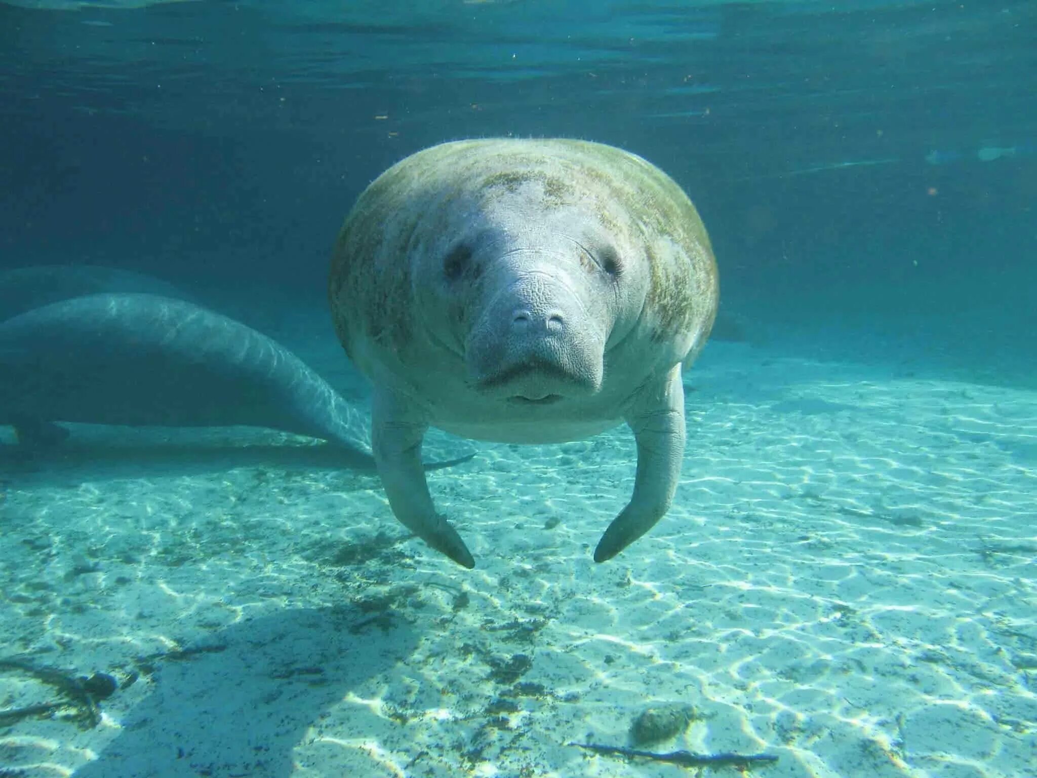 Покажи фото морской коровы Florida is distributing tons of lettuce to save starving manatees