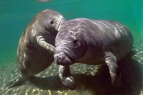 Покажи фото морской коровы manatees - Google Images Manatee, Endangered animals, Animals