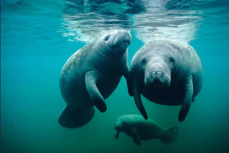 Покажи фото морской коровы Pin by Cosima Effe on UnderWater Love... Manatee, Manatee florida, Sea cow