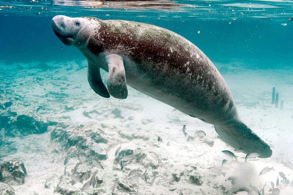 Покажи фото морской коровы File:Underwater photography on endangered mammal manatee.jpg - Wikipedia