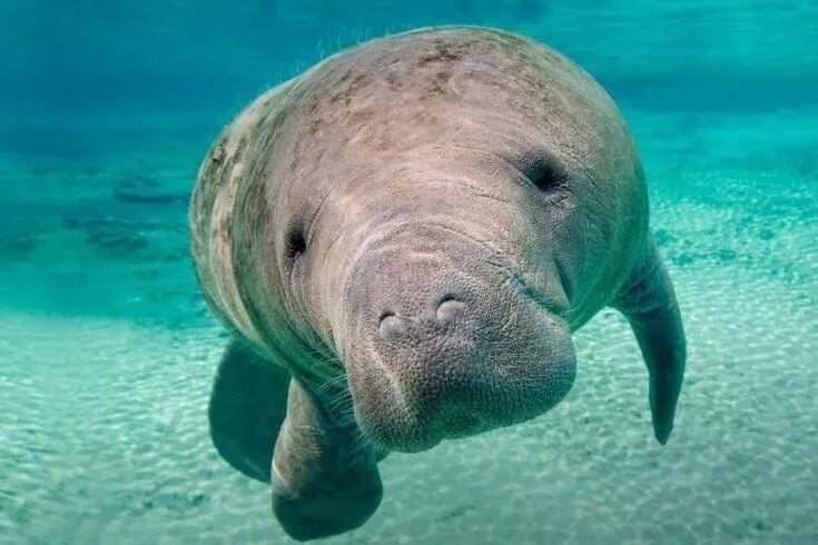 Покажи фото морской коровы Pin on Meer Manatee, Animals, Sea cow