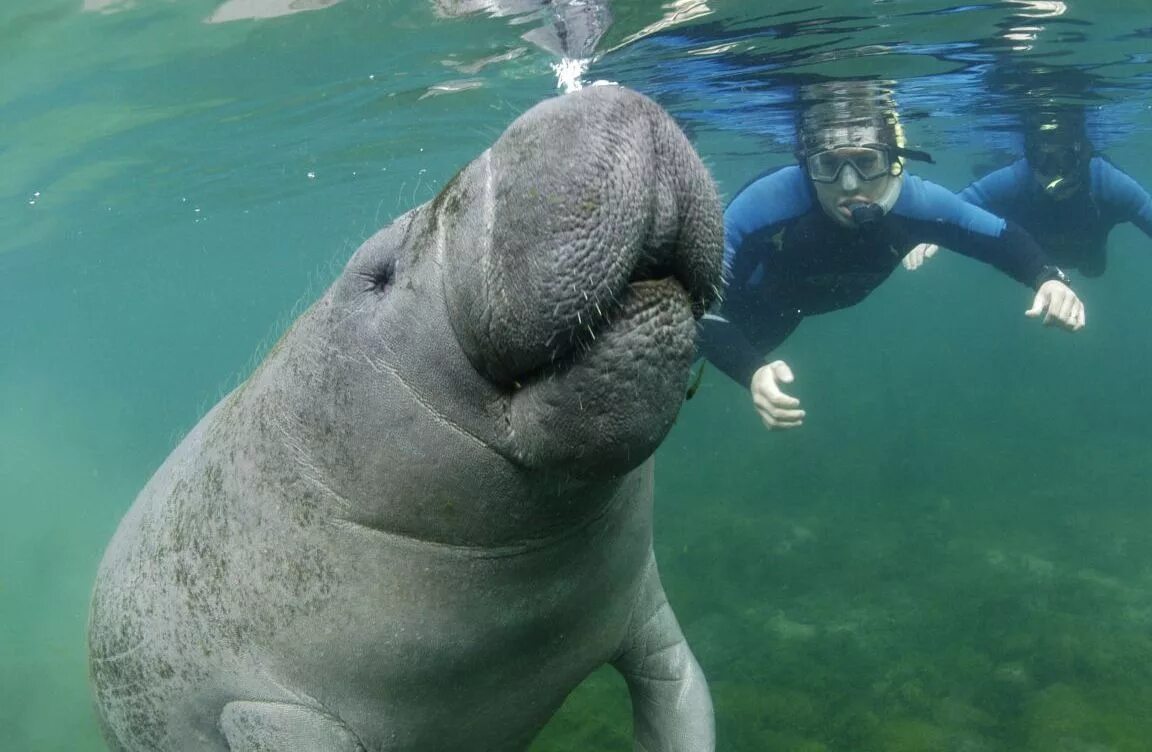 Покажи фото морской коровы Check Out This Amazing Trip Slideshow! Animal pictures, Manatee, Animals