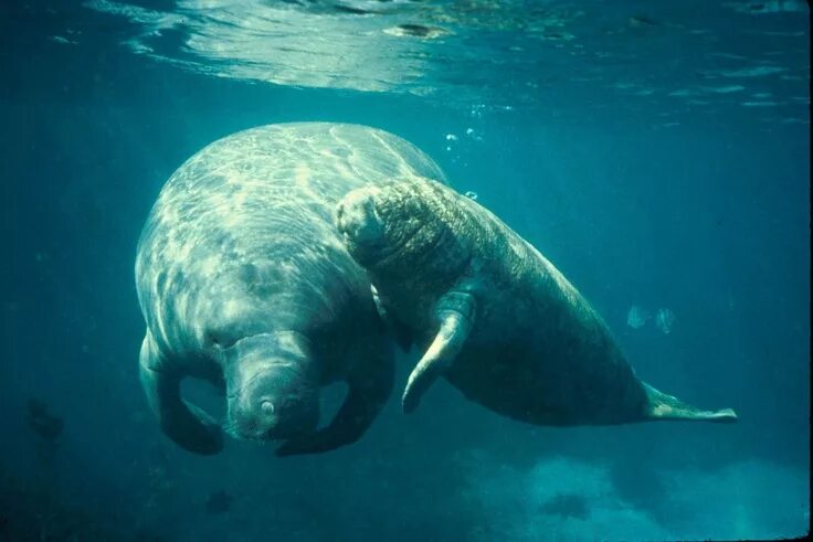 Покажи фото морской коровы Baby manatee Manatee, Manatee pictures, West indian