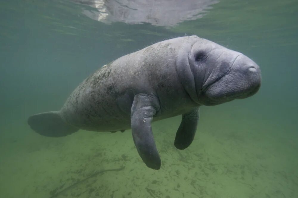 Покажи фото морской коровы Florida manatee population recovering by heading West - Travelweek